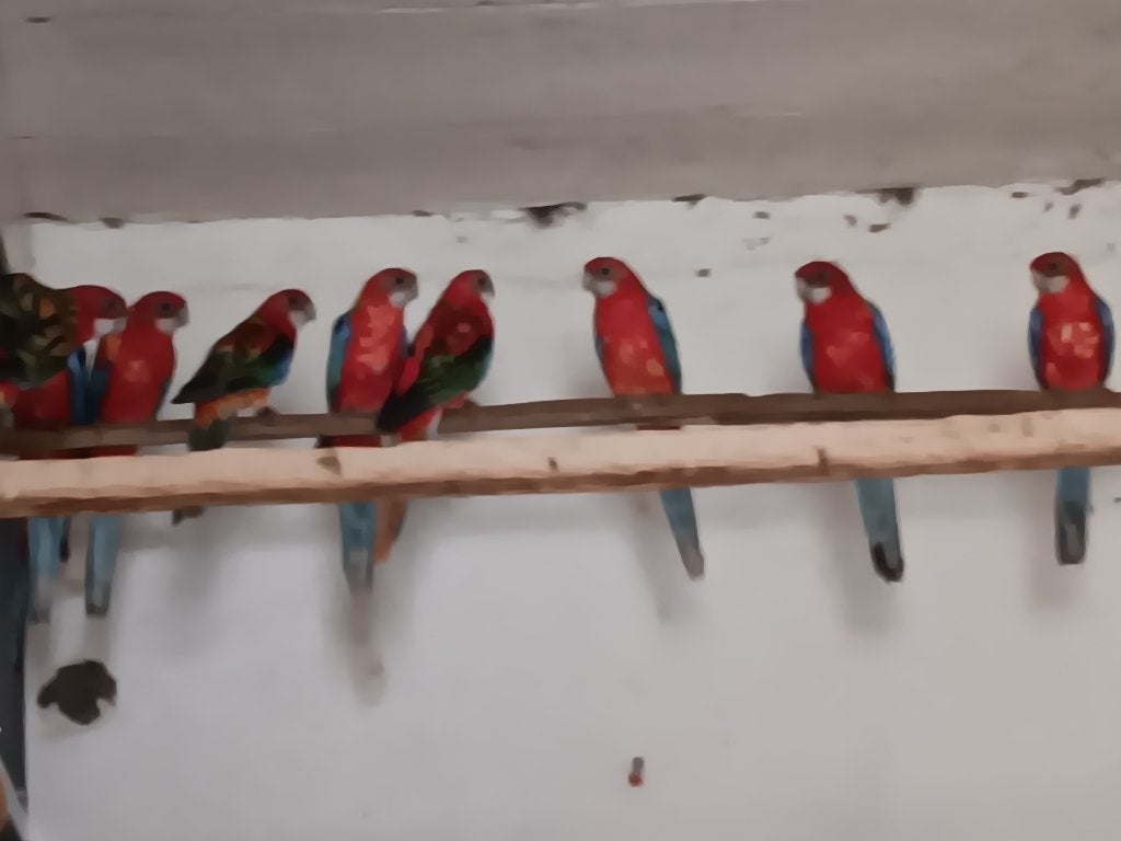 rouge Rosella, Plusieurs animaux, Perruche, Bagué