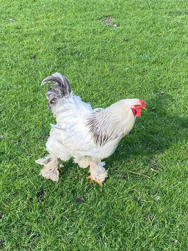 Brahma-haan, Dieren en Toebehoren, Mannelijk, Kip