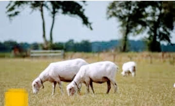 Wij komen schapen scheren en de pootjes doen, Dieren en Toebehoren