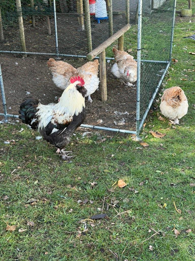 Duitse faverolles Broedeieren Zalmkleur Groot