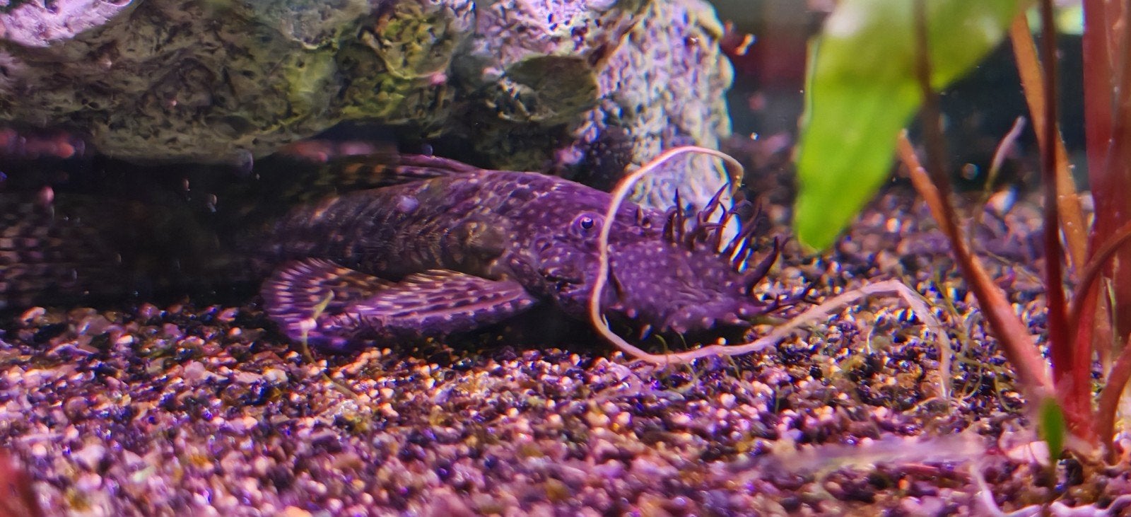Pleco borstel neus kleintje