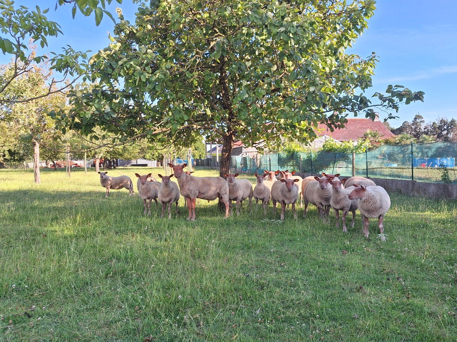 Rouge de l'ouest stamboek ramlammeren, Dieren en Toebehoren