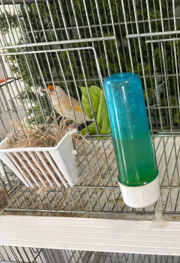 Bonte en bonte Isabelle, Dieren en Toebehoren, Vogels | Kanaries, Meerdere dieren, Zangkanarie