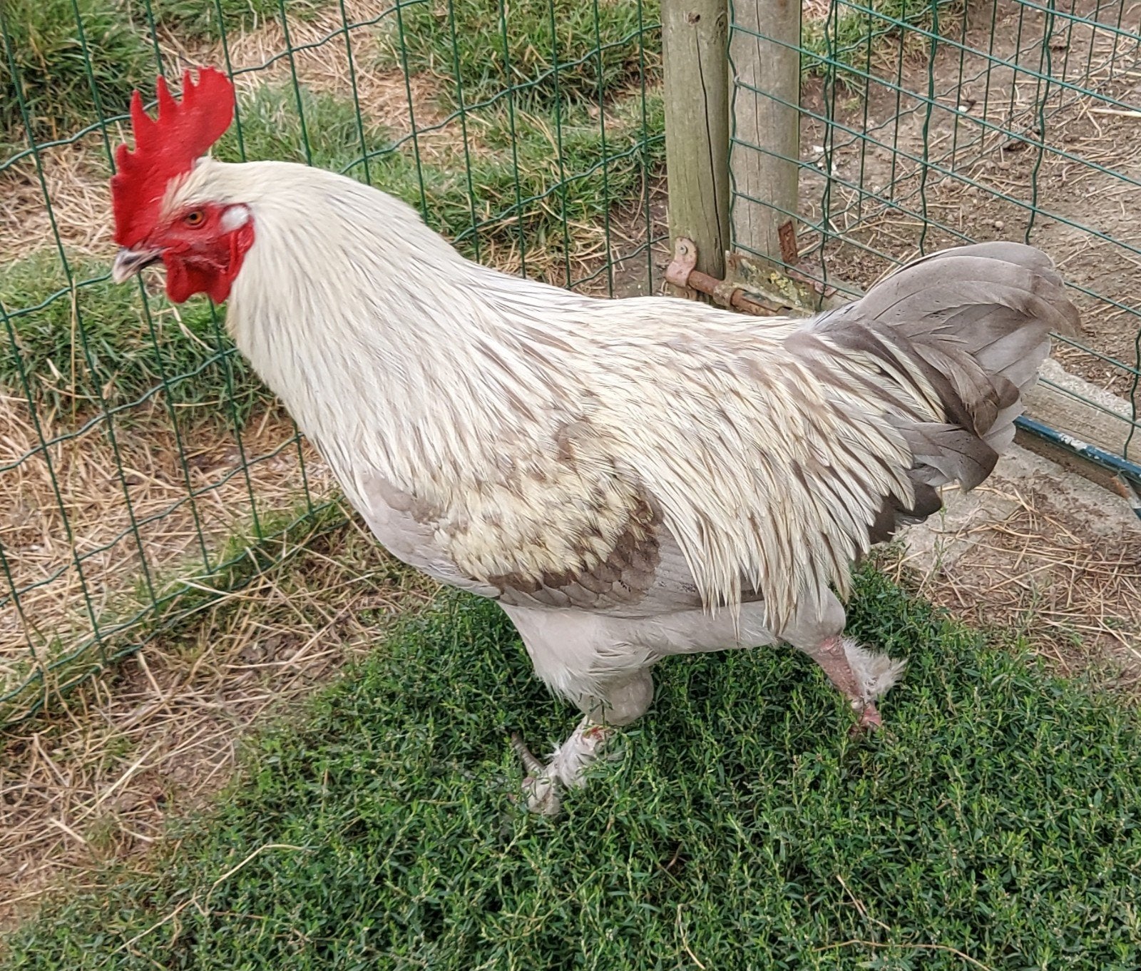 marans haan