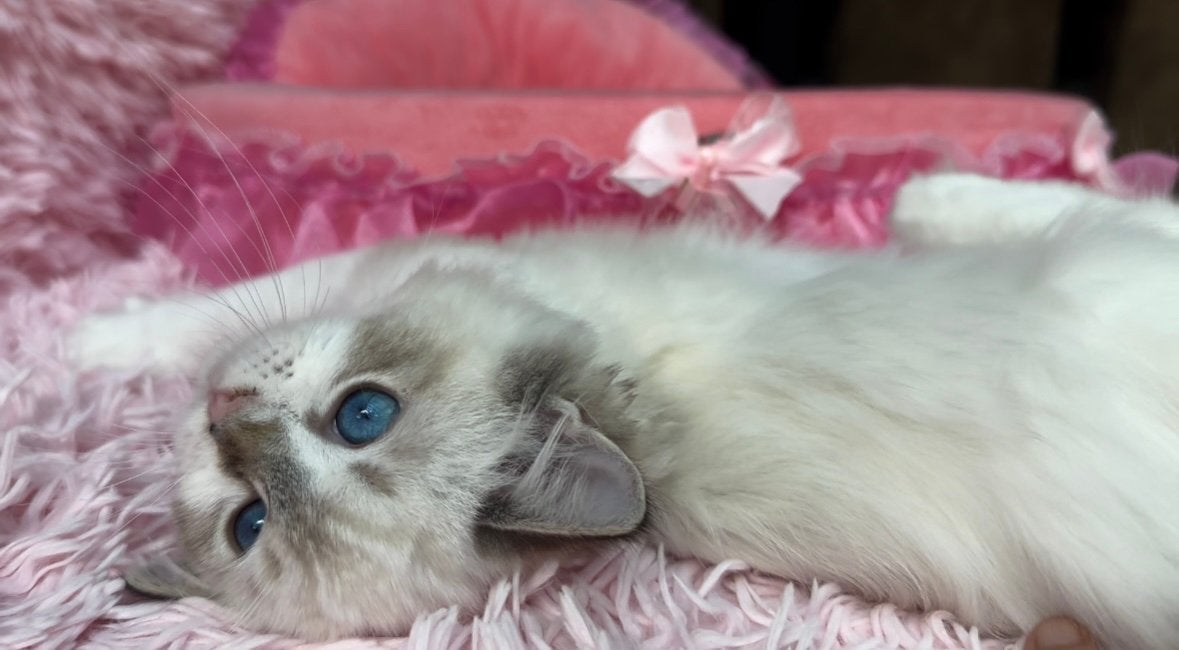 Seal Lynx Ragdoll kitten een poesje met Diepblauwe ogen, Poes, Met stamboom, 0 tot 2 jaar