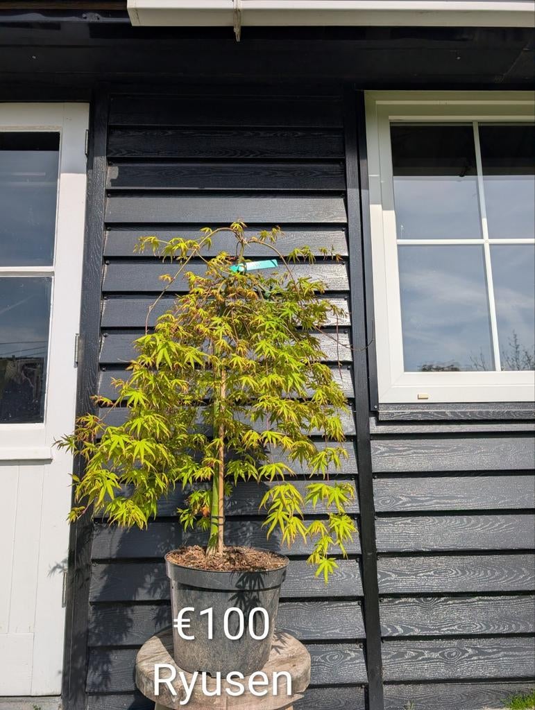 Acer palmatum Ryusen japanse esdoorn, Enlèvement, En pot