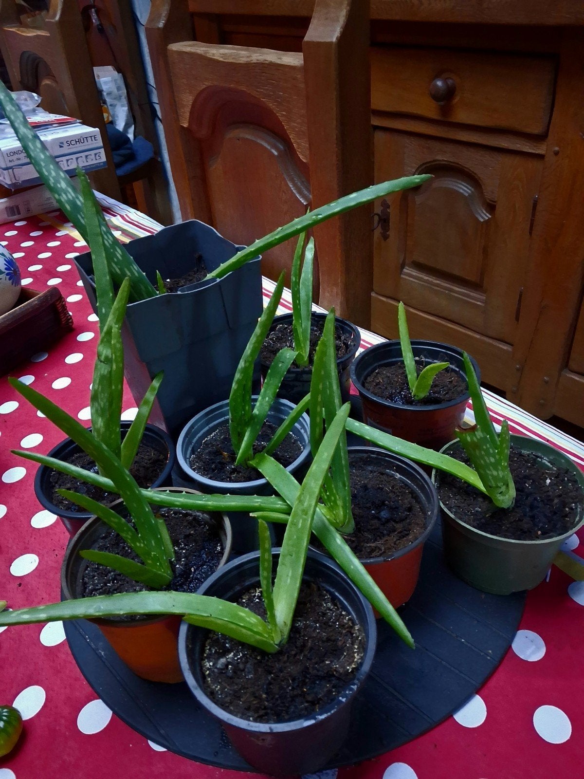 Aloevera, Jardin & Terrasse, Enlèvement