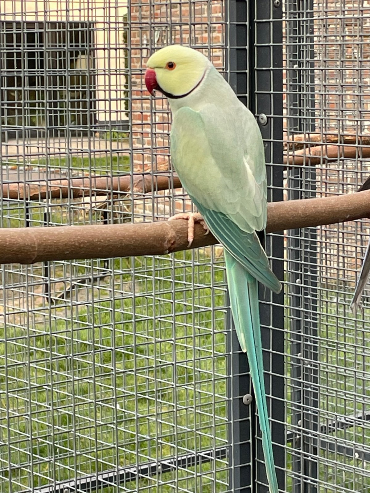 Perruches à collier, Animaux & Accessoires, Oiseaux | Perruches & Perroquets, Perruche, Mâle, Bagué