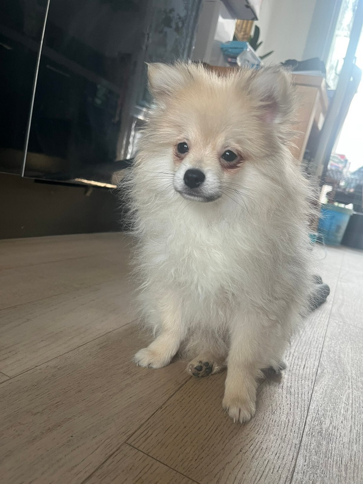 Kleine keeshond te koop, België, Particulier, Keeshond, Reu
