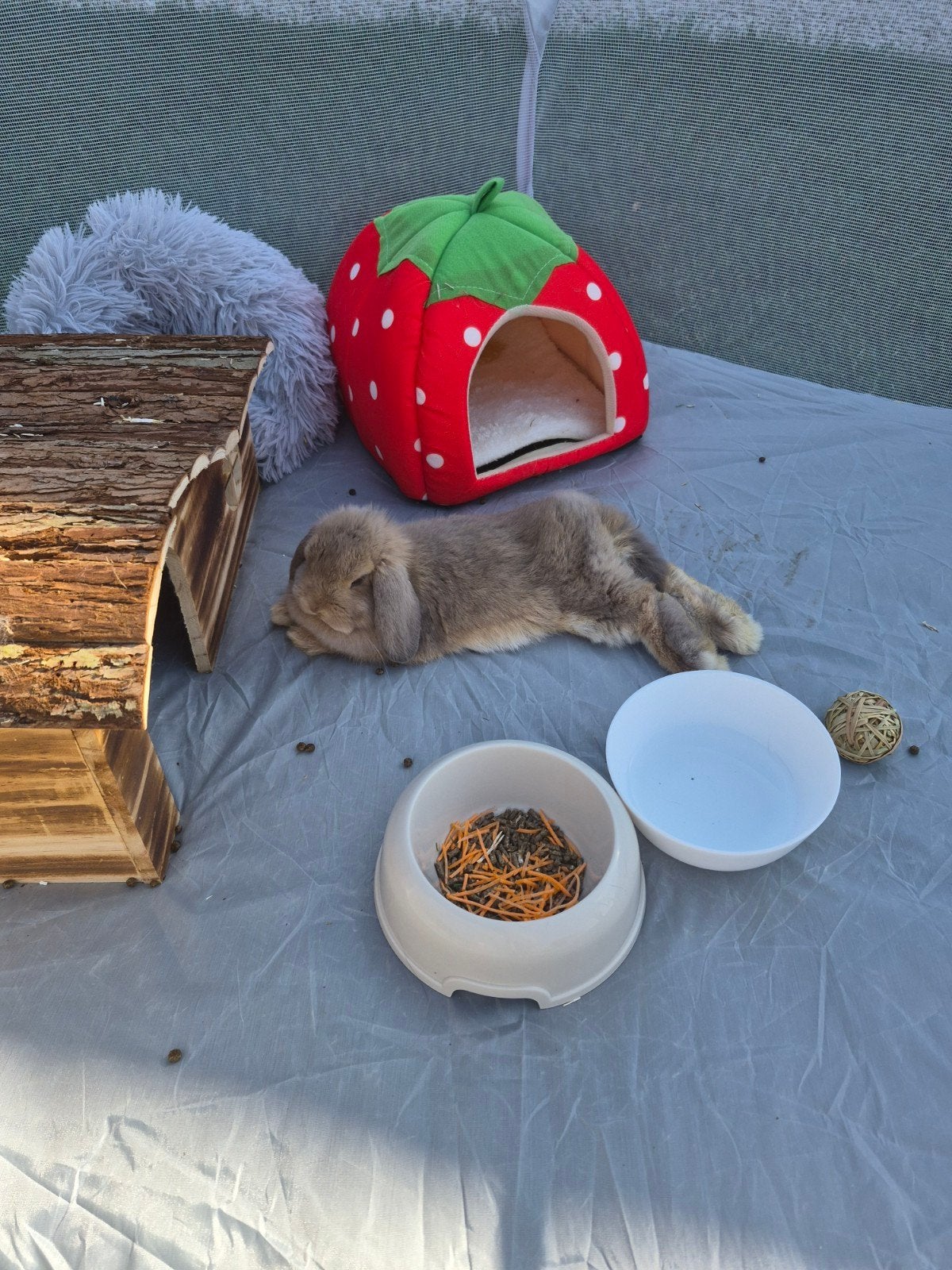 Mini lop meisje, Ophalen