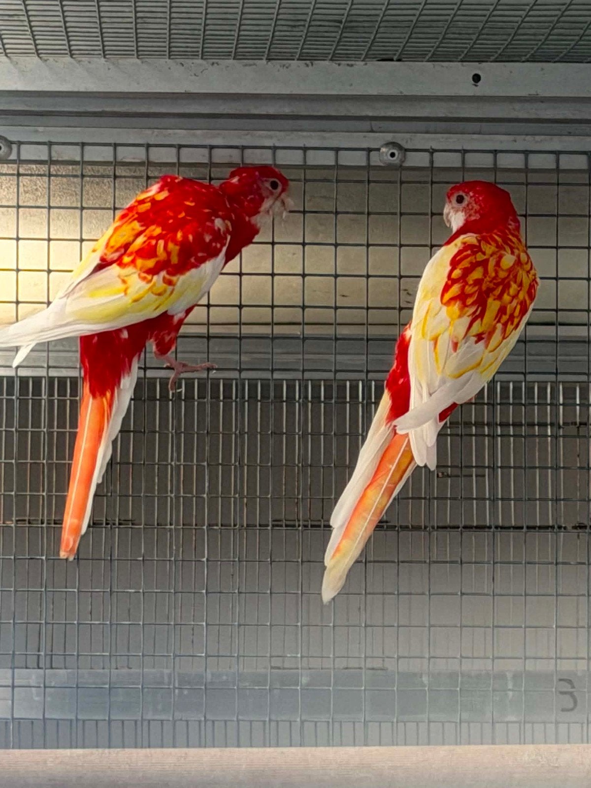Koppel rubino rosellas met dna, Enlèvement
