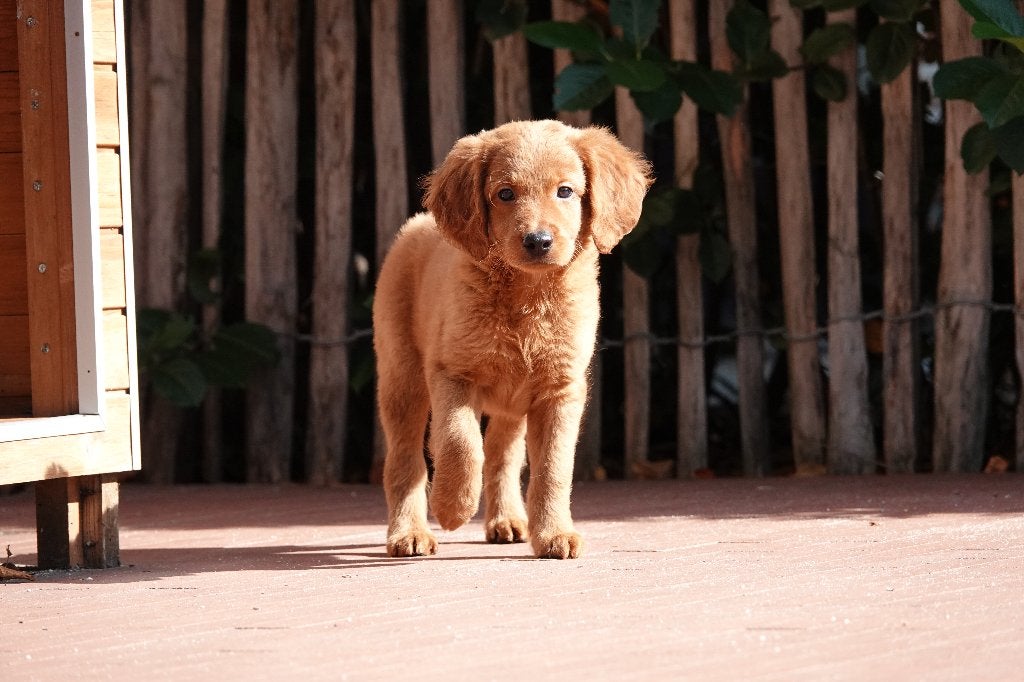 Chiots Apricot Labradoodle (type labrador), avec pedigree, Animaux & Accessoires, Autres races, Plusieurs, Hépatite contagieuse (maladie de Rubarth)