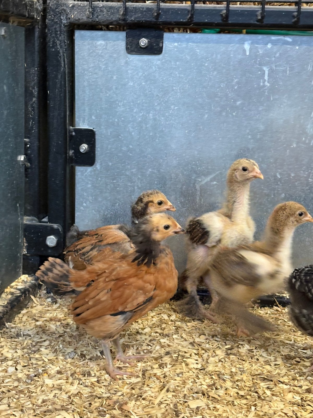 2 vorwerk kuikens, Dieren en Toebehoren, Pluimvee