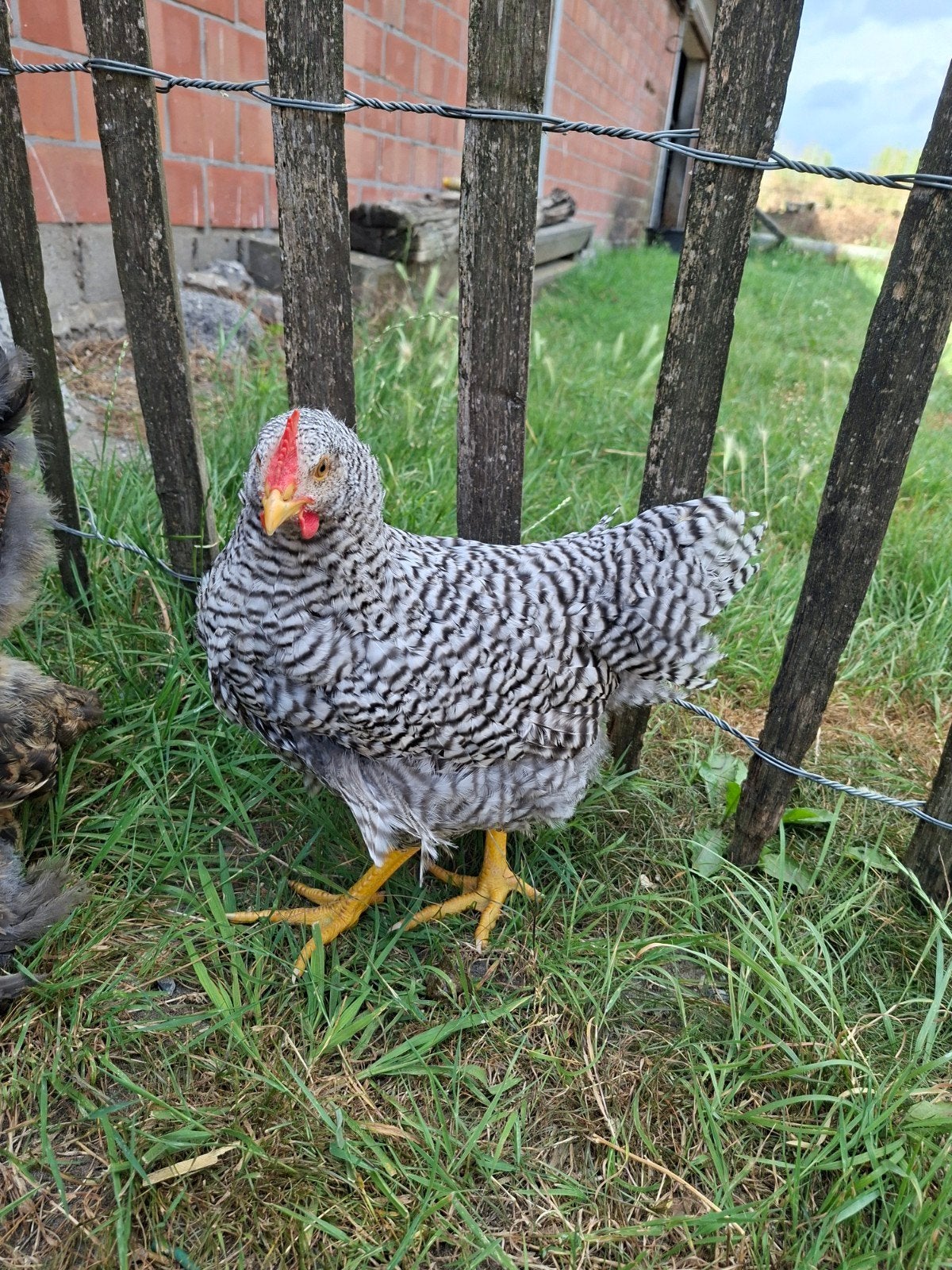 amrock haantjes te koop, Dieren en Toebehoren, Pluimvee