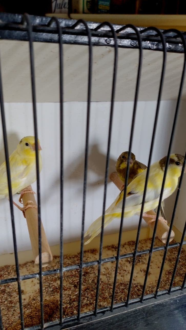 Harzer, Dieren en Toebehoren