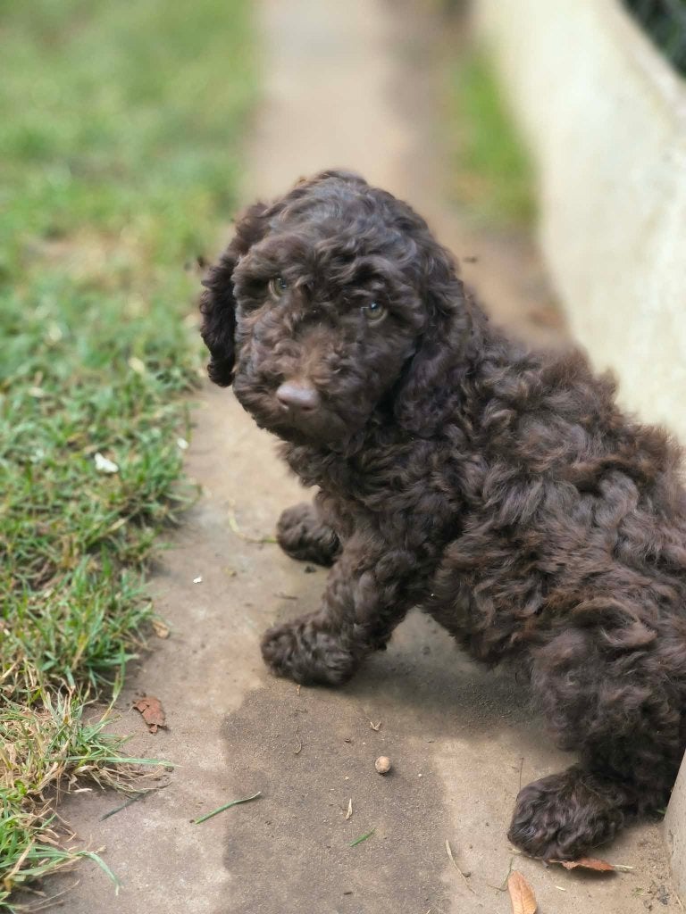 Chiots Labradoodle belges à vendre, Taille moyenne, Plusieurs, Hépatite contagieuse (maladie de Rubarth), Belgique