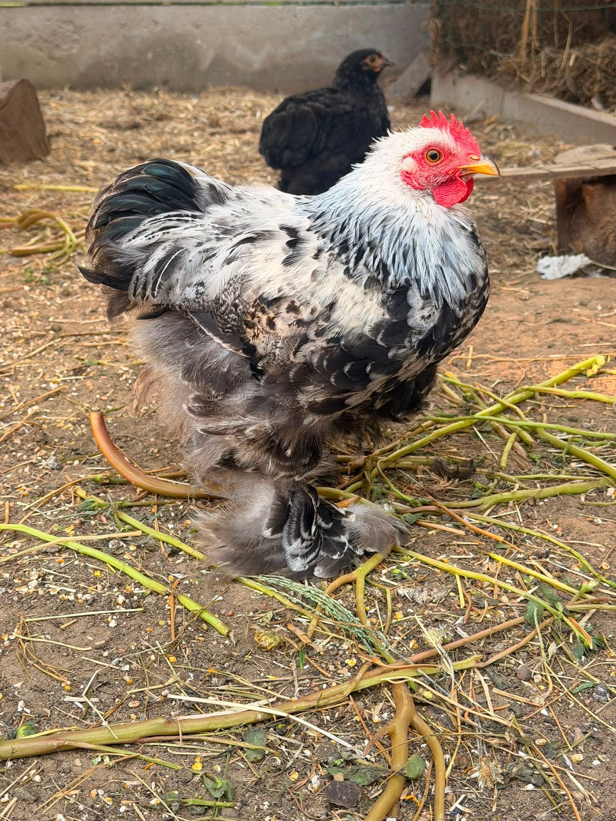 Cochin Bantman Haantjes, Dieren en Toebehoren, Mannelijk, Kip