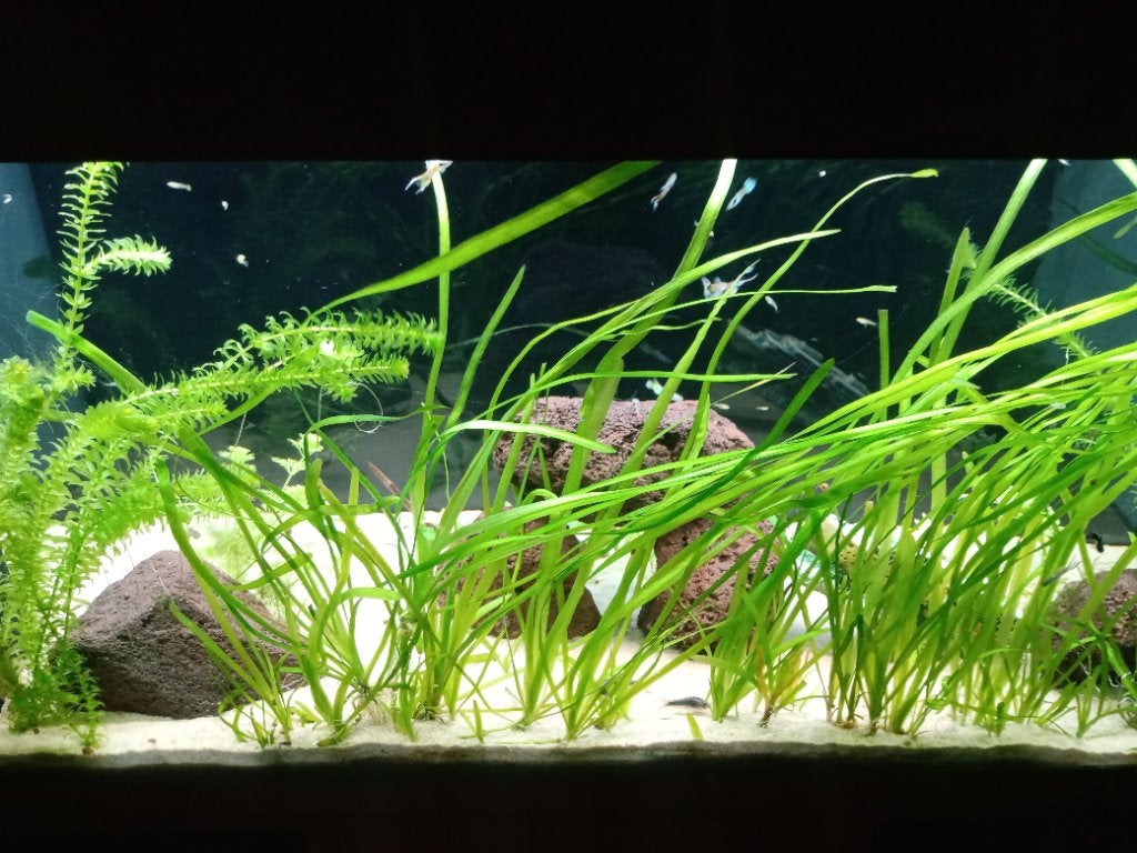 Juwel 110l, Dieren en Toebehoren, Ophalen, Verwarming, Zo goed als nieuw, Juwel