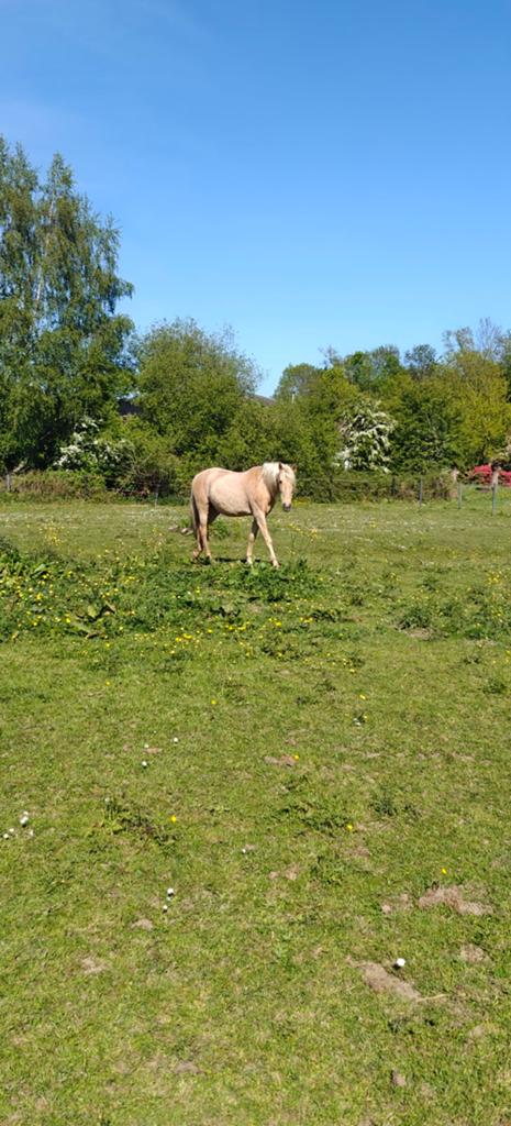 Paarden op leren