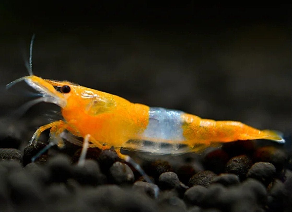 Orange Rili garnaal (Neocaridina davidi), Dieren en Toebehoren