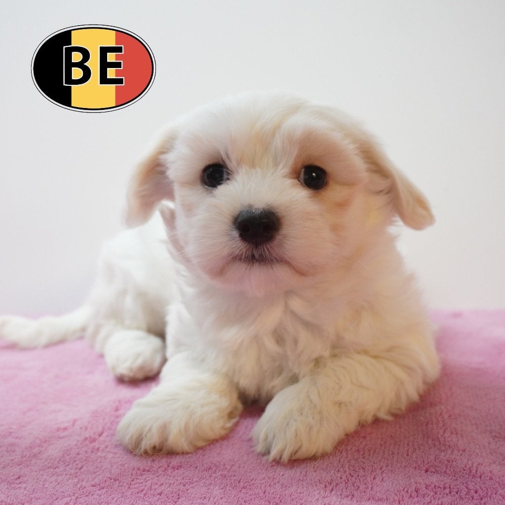 Chiots Bichon Maltais pleins de douceur à vendre, Commerçant, Maladie de Carré (chiens), Bichon maltais, 8 à 15 semaines