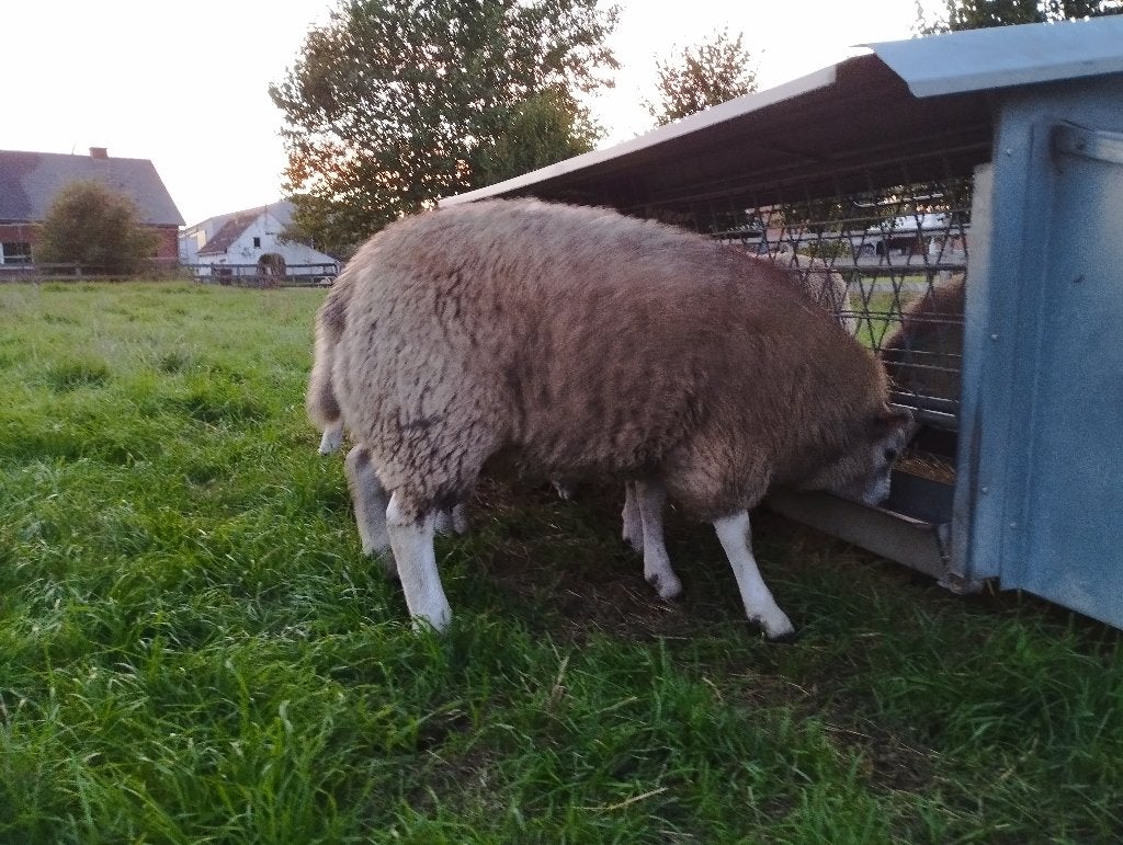 Dekram, Dieren en Toebehoren, Mannelijk, Schaap, 0 tot 2 jaar