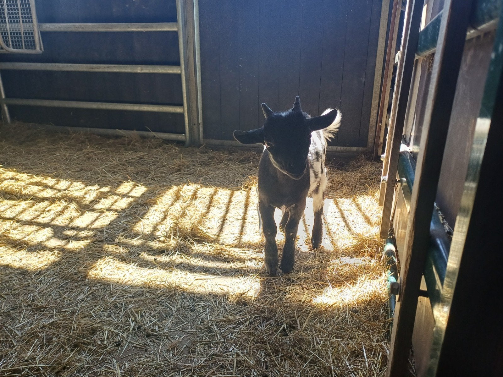 Dwerggeiten, Dieren en Toebehoren, Schapen, Geiten en Varkens, Mannelijk, Geit, 0 tot 2 jaar
