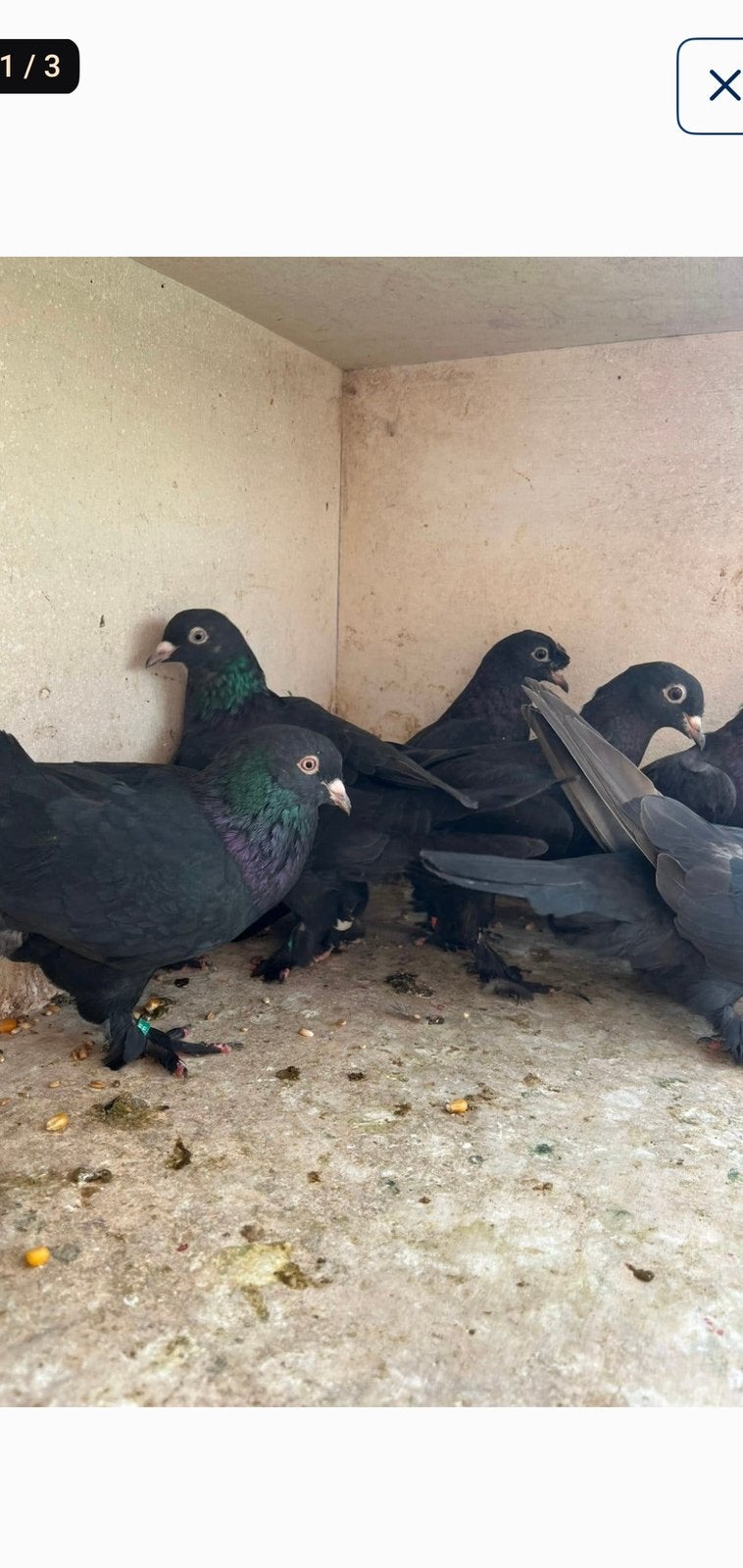 Takla arap, Dieren en Toebehoren, Meerdere dieren, Tuimelaar of Roller
