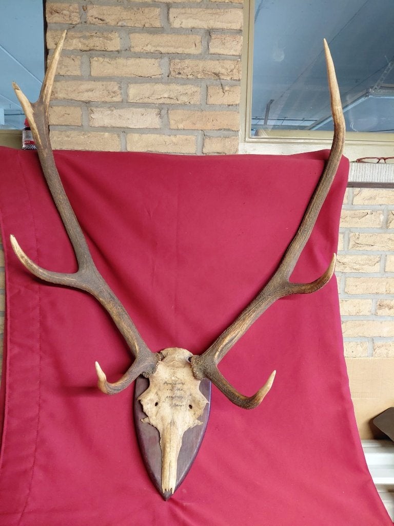 Gewei van een hert, Enlèvement, Cerf