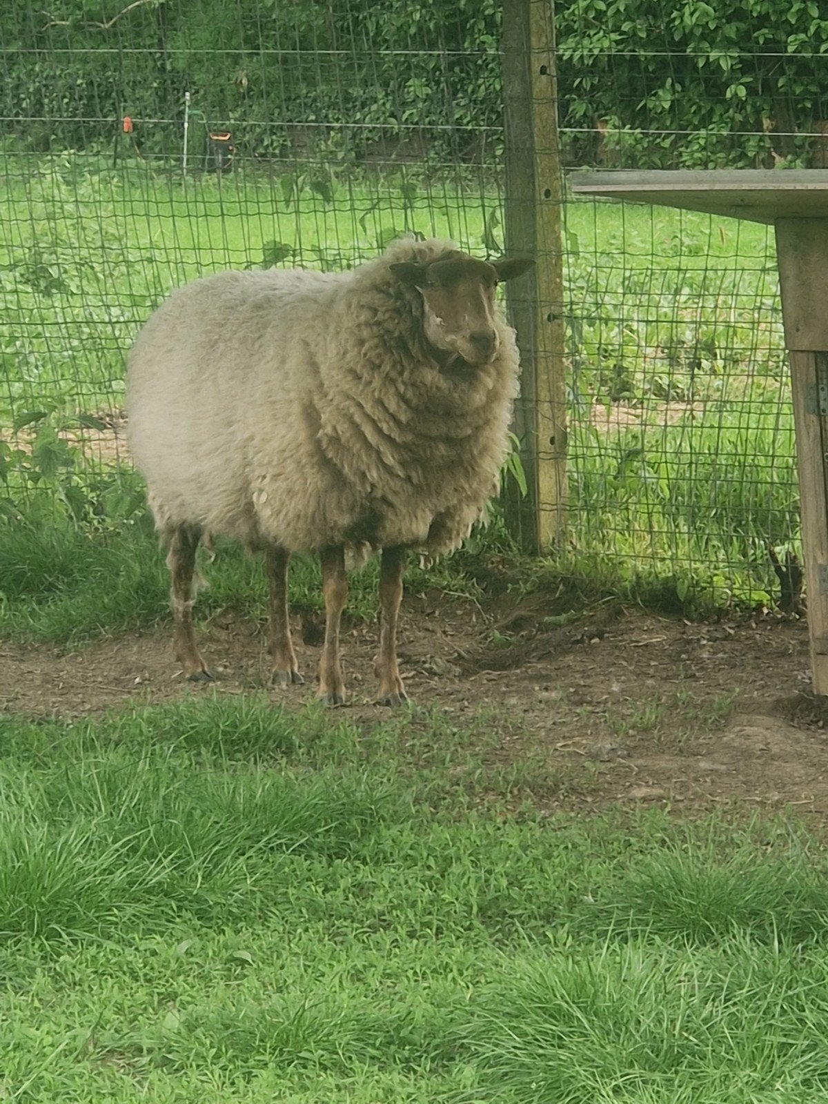 Moutone femelle  a vendre, Femelle, Mouton