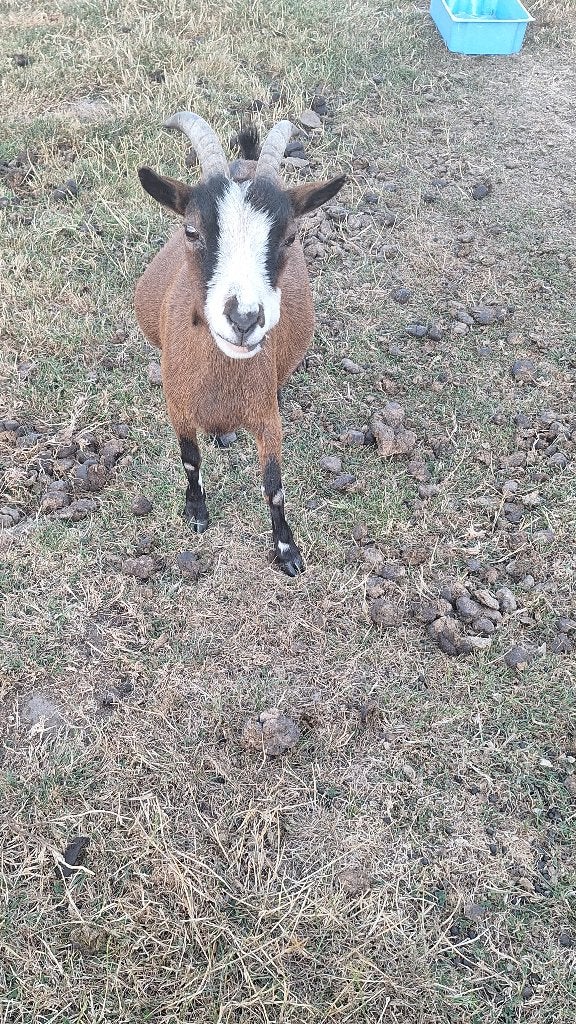 Dwerggeit, Dieren en Toebehoren, Vrouwelijk, Geit, 6 jaar of ouder