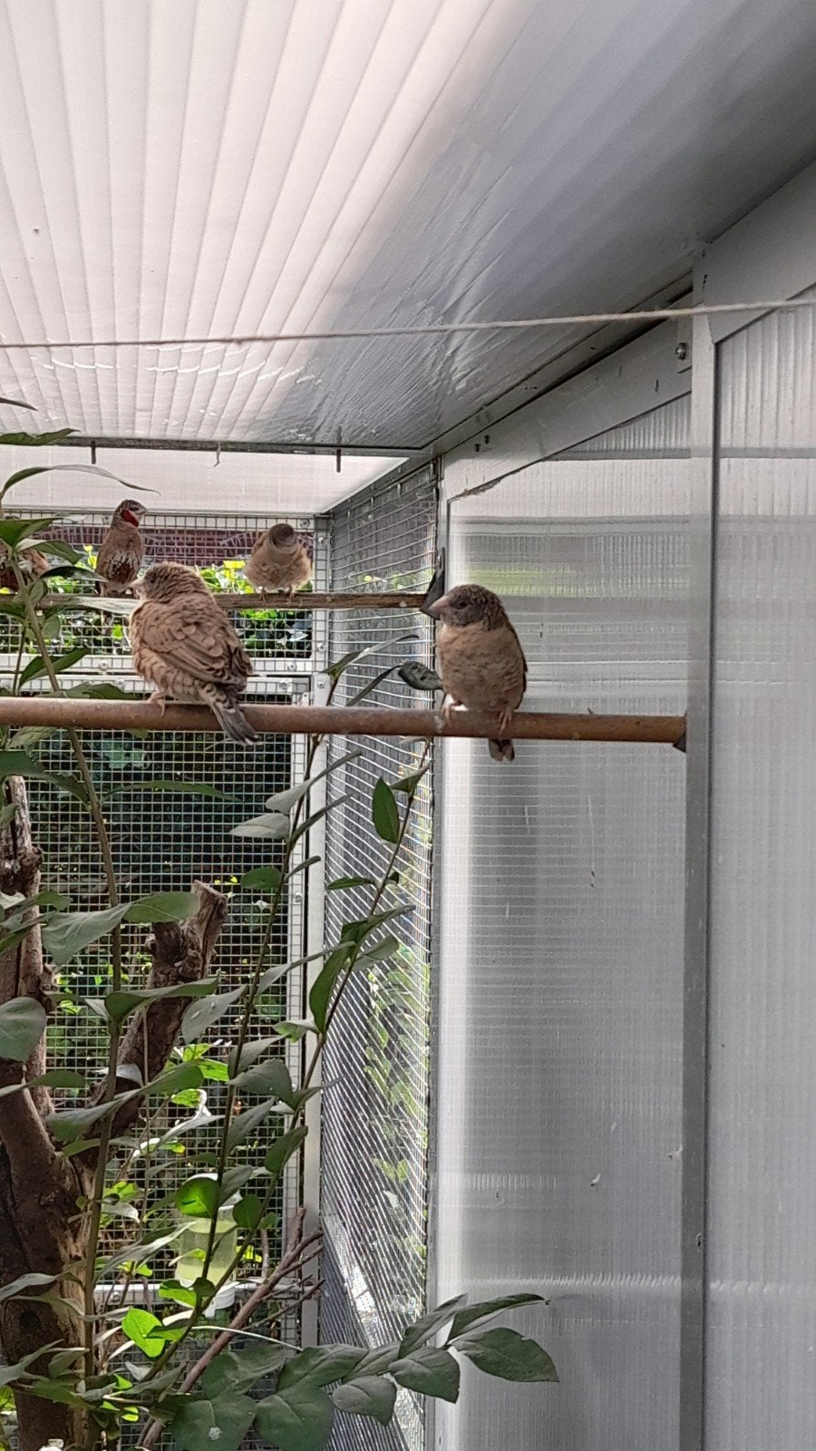 Bandvinken, Dieren en Toebehoren