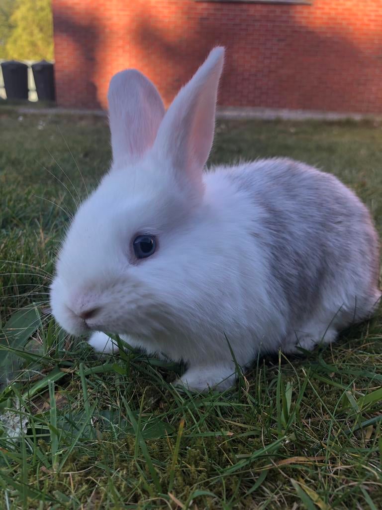 🐰Super lieve babykonijntjes te koop!🐰, Dieren en Toebehoren, Konijnen, Klein, 0 tot 2 jaar