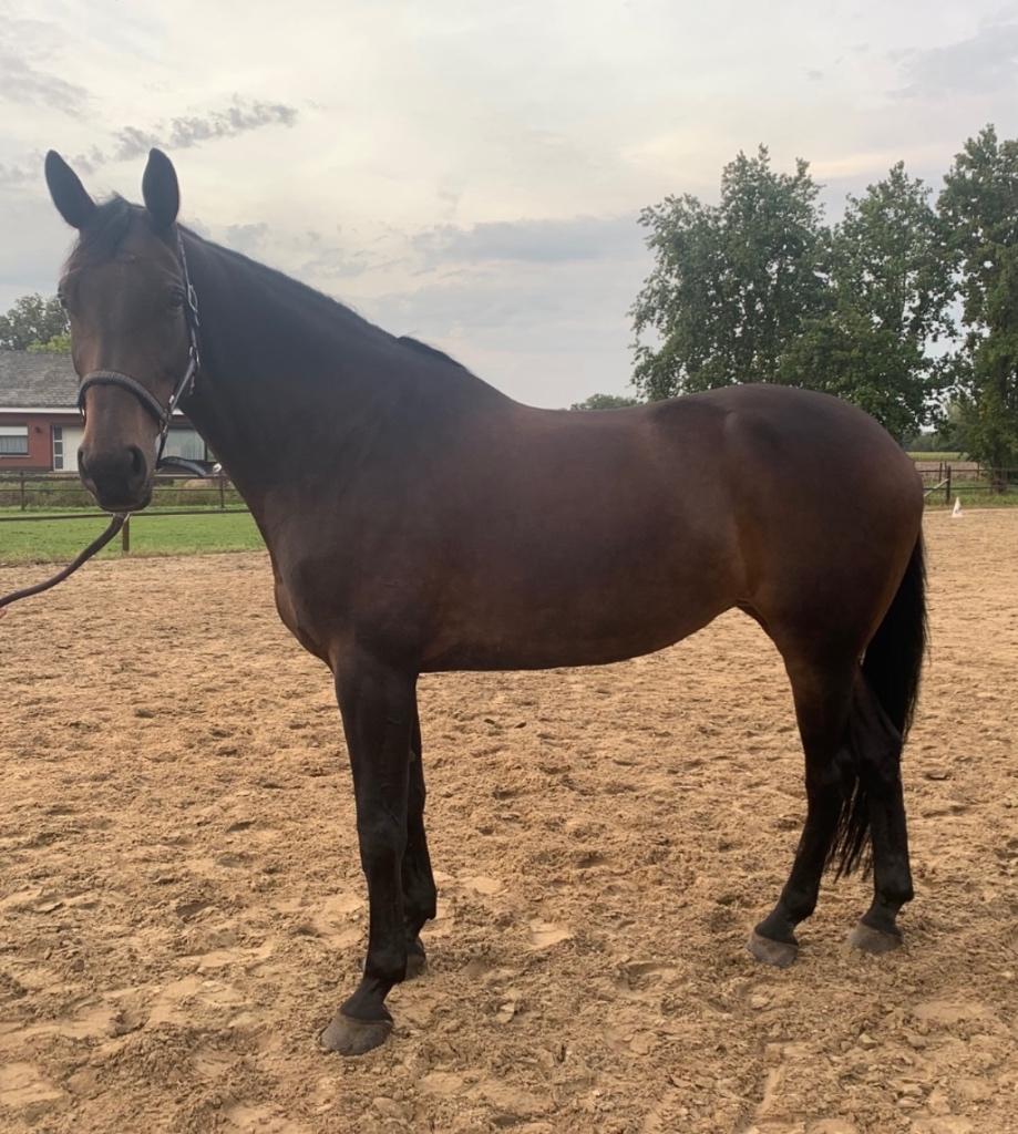 Te koop 9-jarige merrie, Dieren en Toebehoren, Paarden, Merrie, M, 7 tot 10 jaar, Springpaard