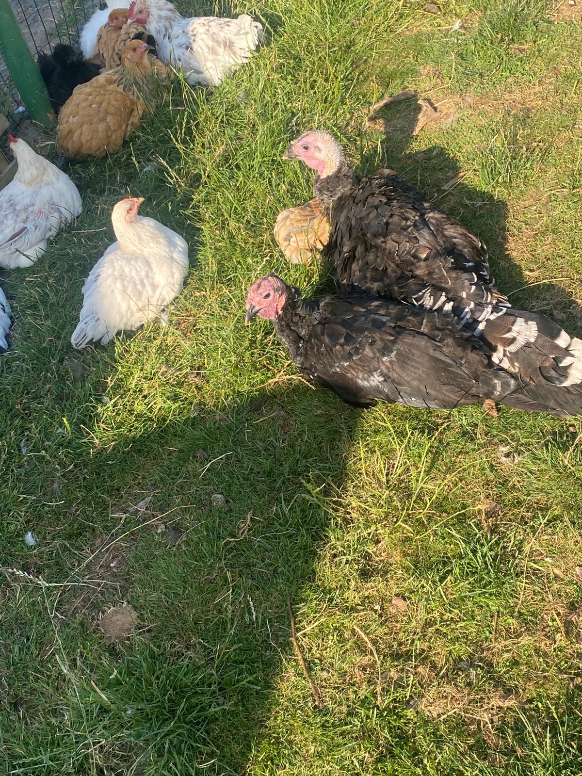 Koppel kalkoenen, Dieren en Toebehoren, Pluimvee, Meerdere dieren, Kalkoen