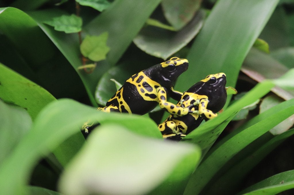 Dendrobates leucomelas, Animaux & Accessoires, Amphibien, 0 à 2 ans