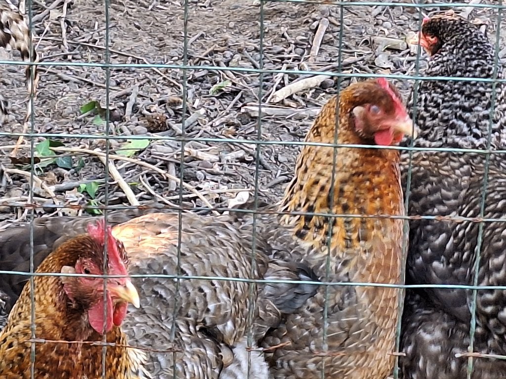 Poulets Bielefelder, 1 troupeau de 3 poules peut y aller, Femelle, Poule ou poulet