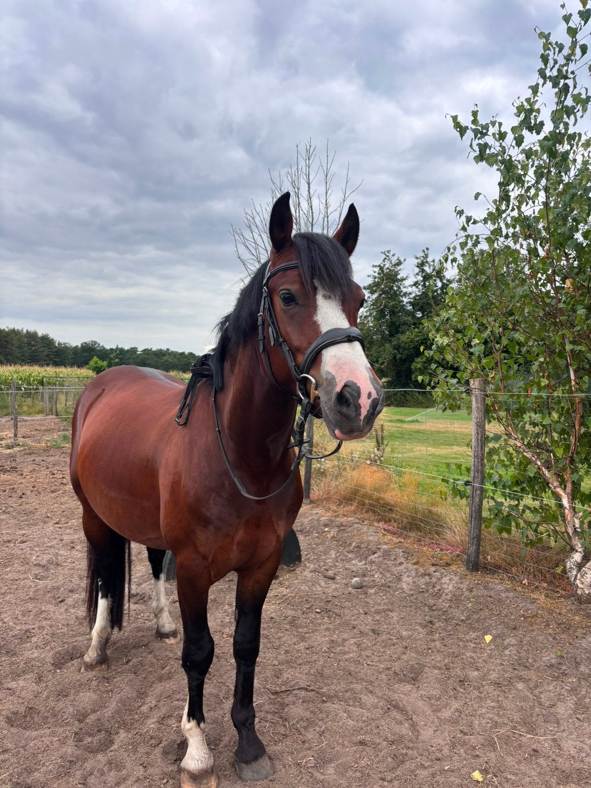 Beloftevolle C pony, Dieren en Toebehoren, Ruin