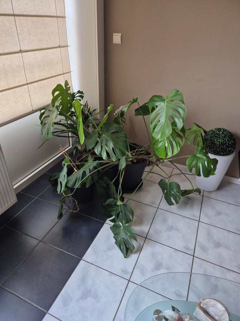 Monstera, Ophalen