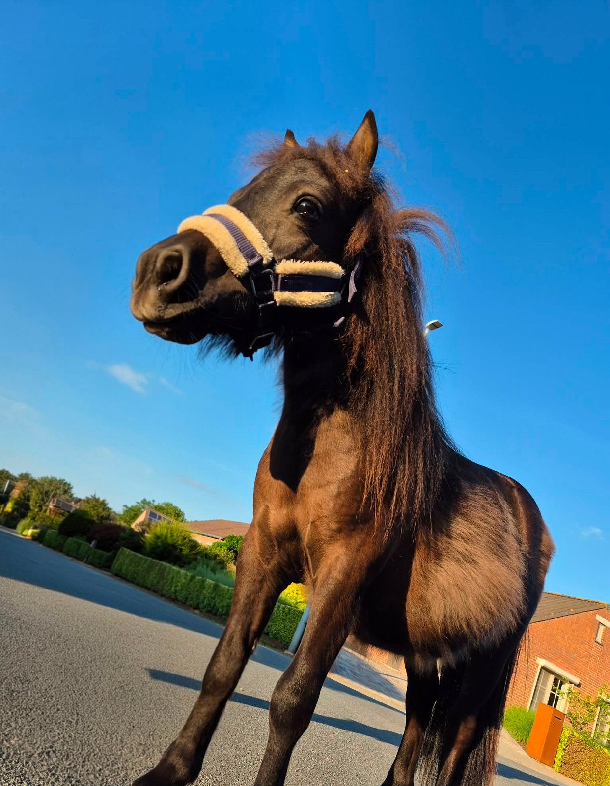 Lieve shetlander te koop, Hengst, Niet van toepassing, 0 tot 2 jaar