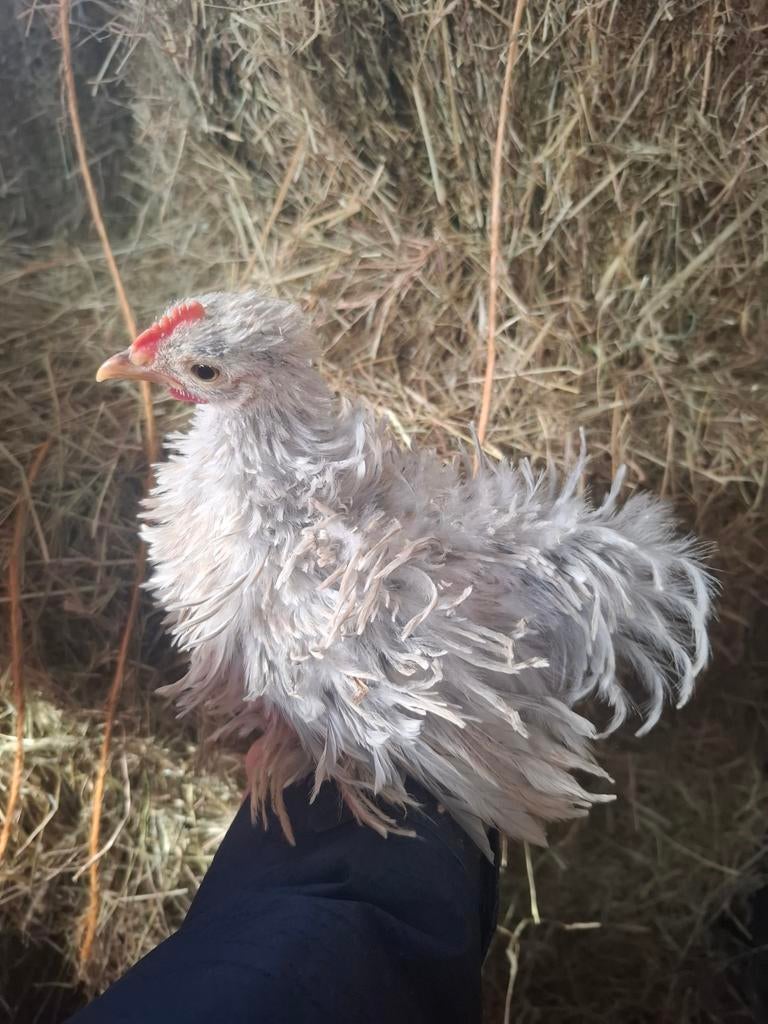 Cochin krul haan, Mâle, Poule ou poulet