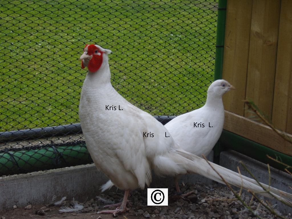 Witte bosfazanten