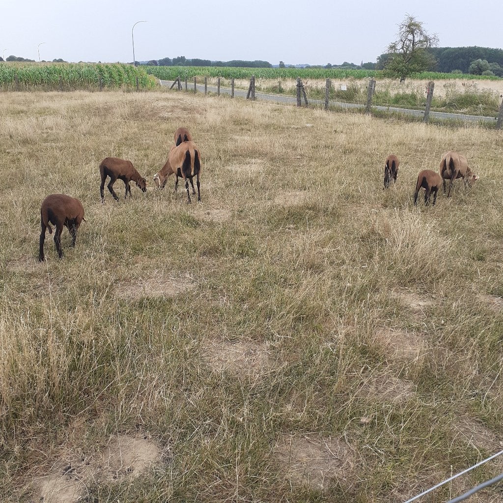 Jong schaap met 1 of 2 lammen, leveren mogelijk., Dieren en Toebehoren, Schaap