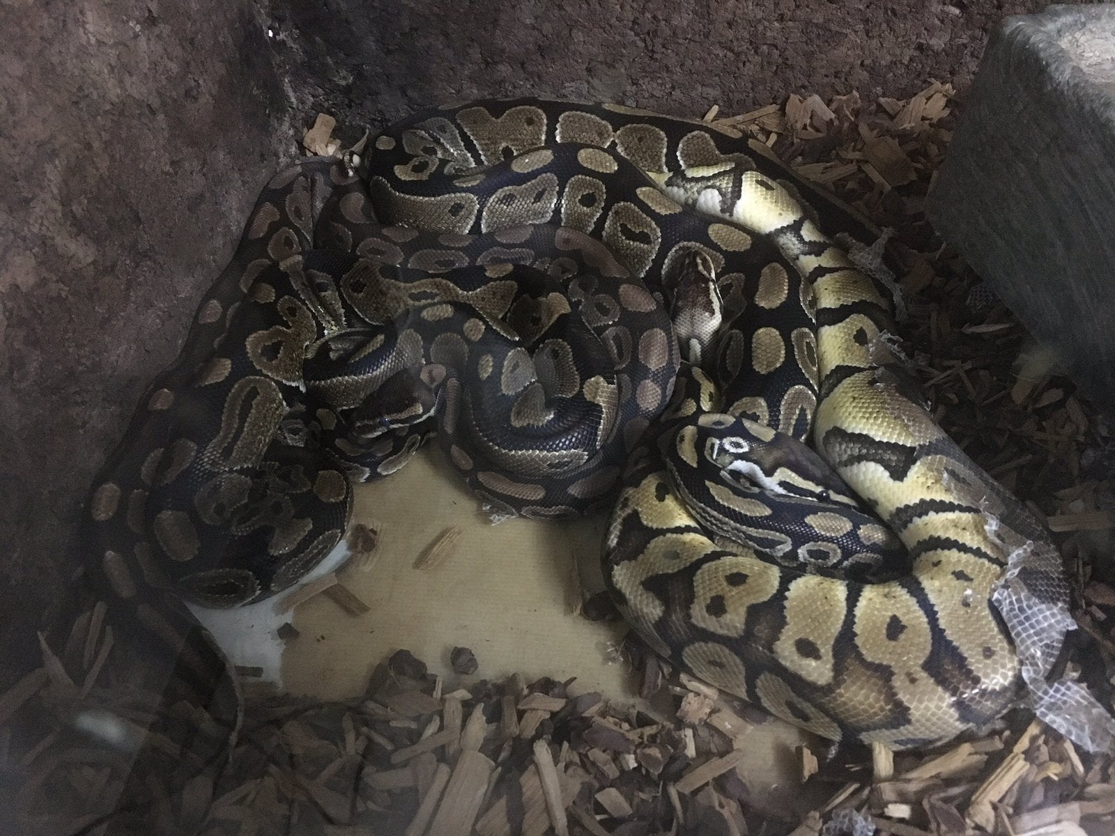 2 Mannelijke Koningspythons te koop, Dieren en Toebehoren, Reptielen en Amfibieën, Slang, 3 tot 6 jaar
