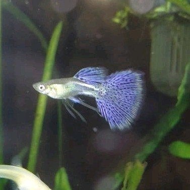 Purple / Pink grass guppy (ribbonfins), Vis, Zoetwatervis