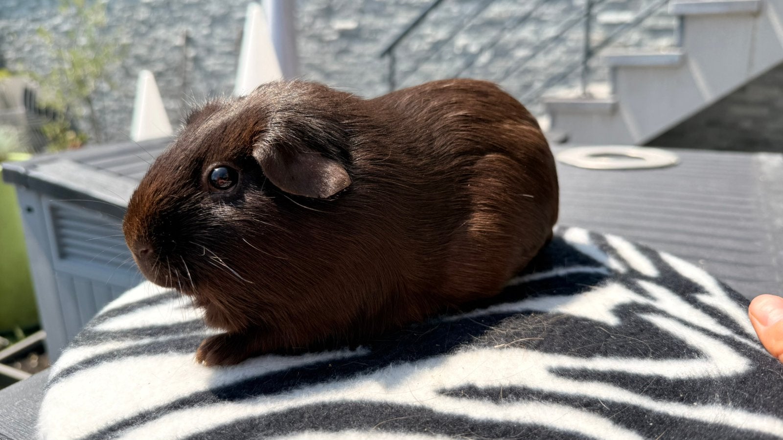 Cavia, Cavia Zeug chocoladezacht haar (Havana), Ophalen, Cavia
