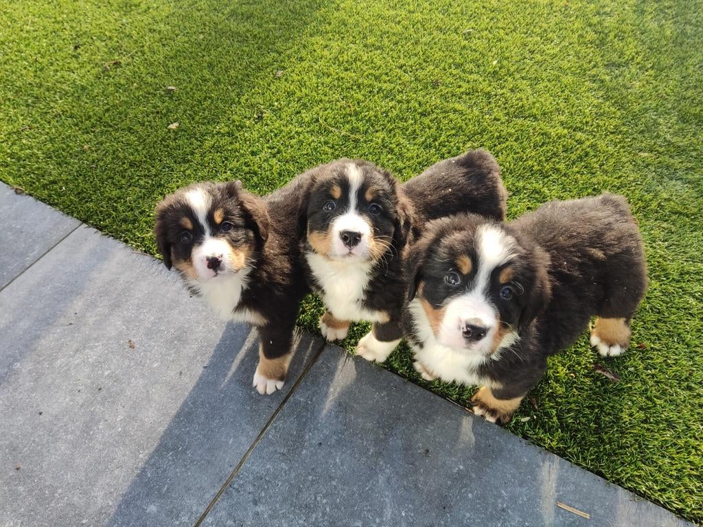 Berner sennen pups, Dieren en Toebehoren, Honden | Bulldogs, Pinschers en Molossers, Meerdere dieren, Sennenhond, Fokker | Hobbymatig