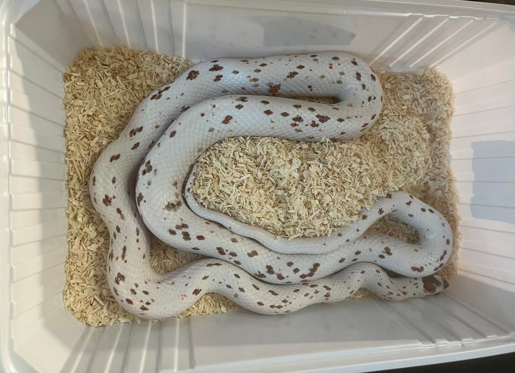 Guttatus palmetto caramel, Dieren en Toebehoren, Slang, Tam, 3 tot 6 jaar