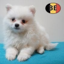 Spitz — Petit mâle élégant, doux et éveillé à vendre, 15 semaines à 1 an, Commerçant, Loulou, Chien (mâle)