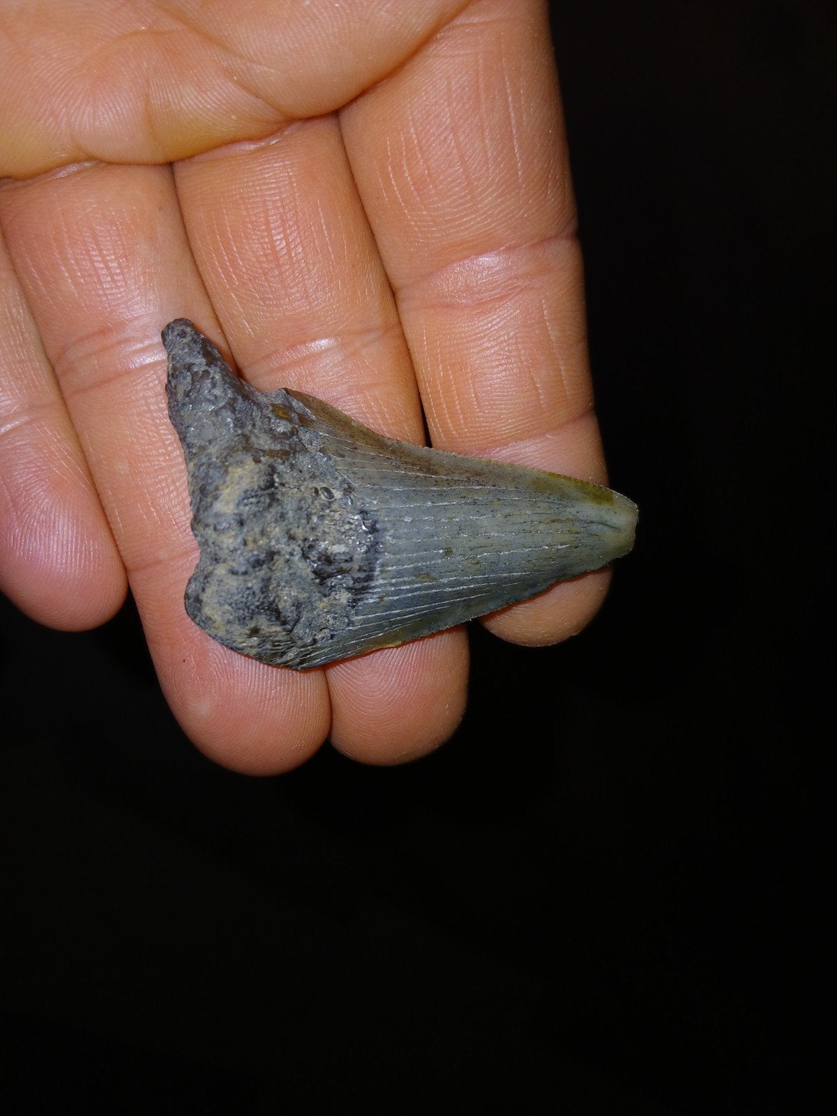 Megalodon tand, zwarte polder, Ophalen of Verzenden